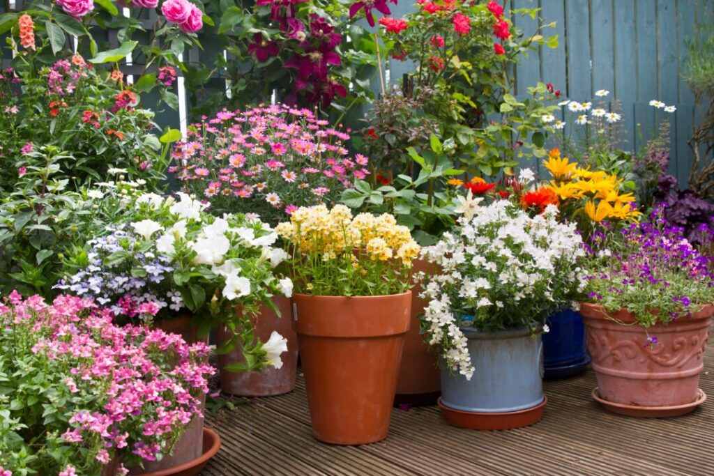 Vibrant courtyard garden with colourful potted flowers on a wooden deck, showcasing small courtyard garden ideas for adding lush greenery and charm to compact outdoor spaces.