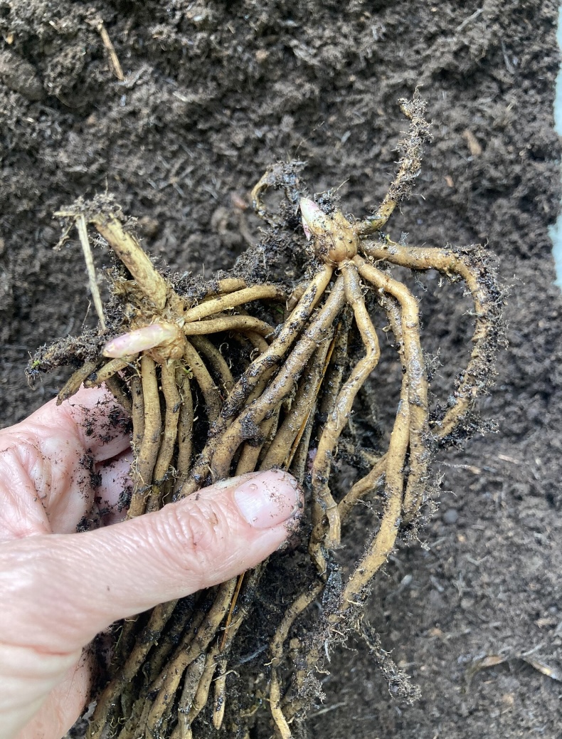 Asparagus crowns to plant in October