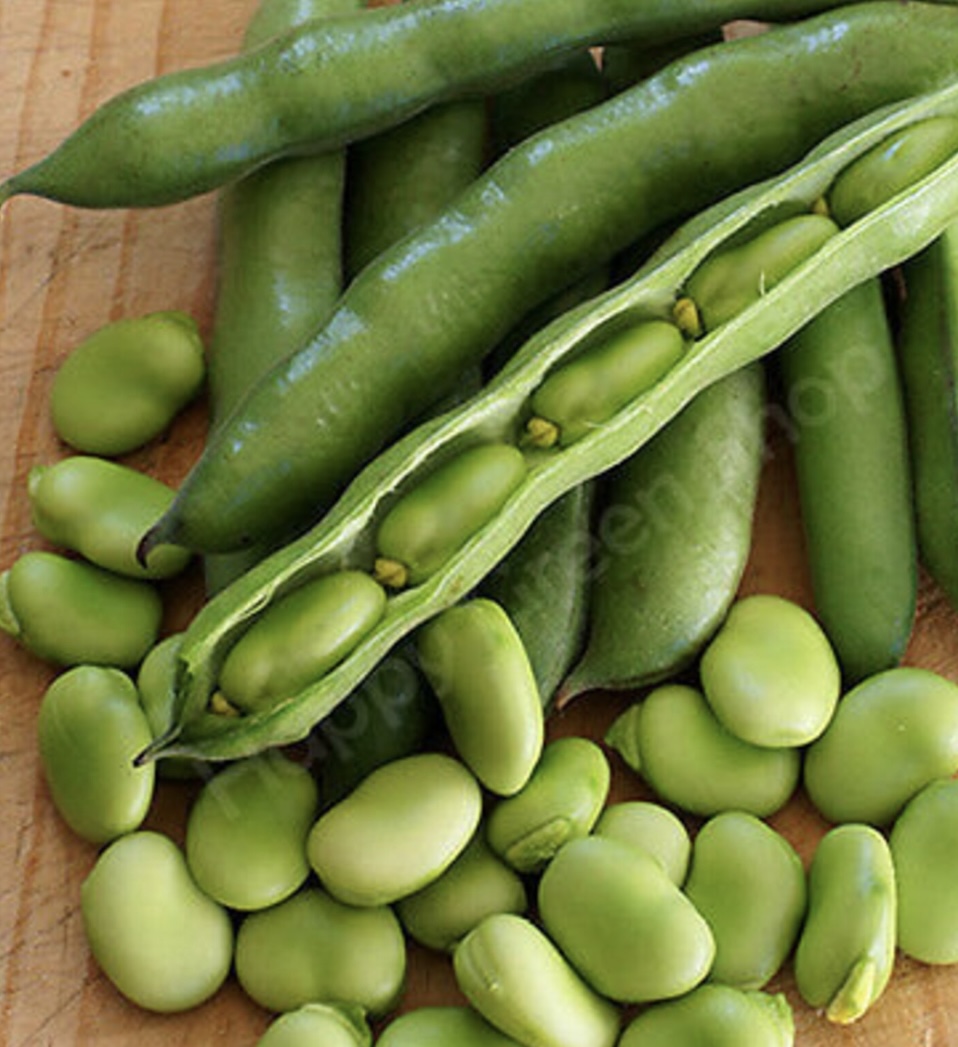 Broad bean seeds for autumn planting