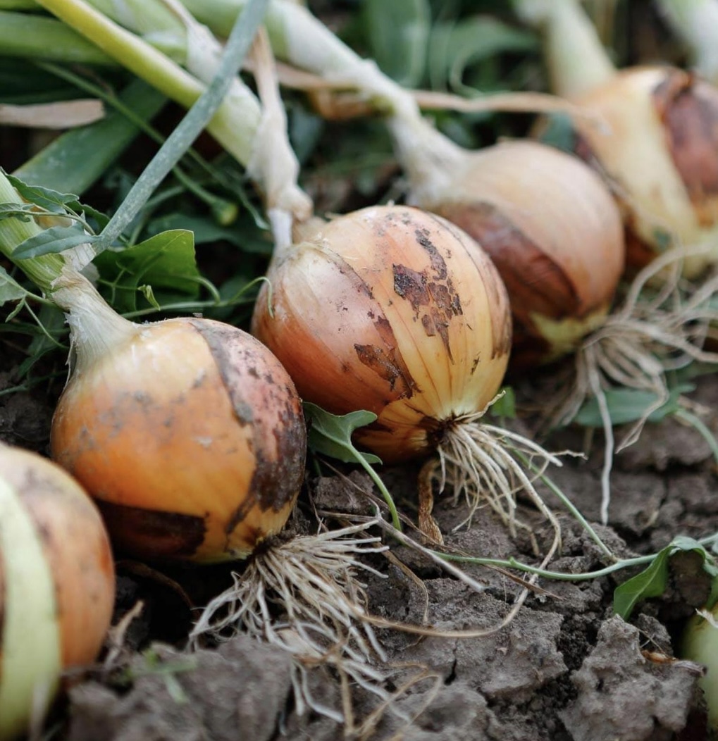 Yellow onion sets for autumn planting
