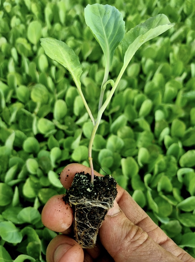 Spring cabbage plug plants