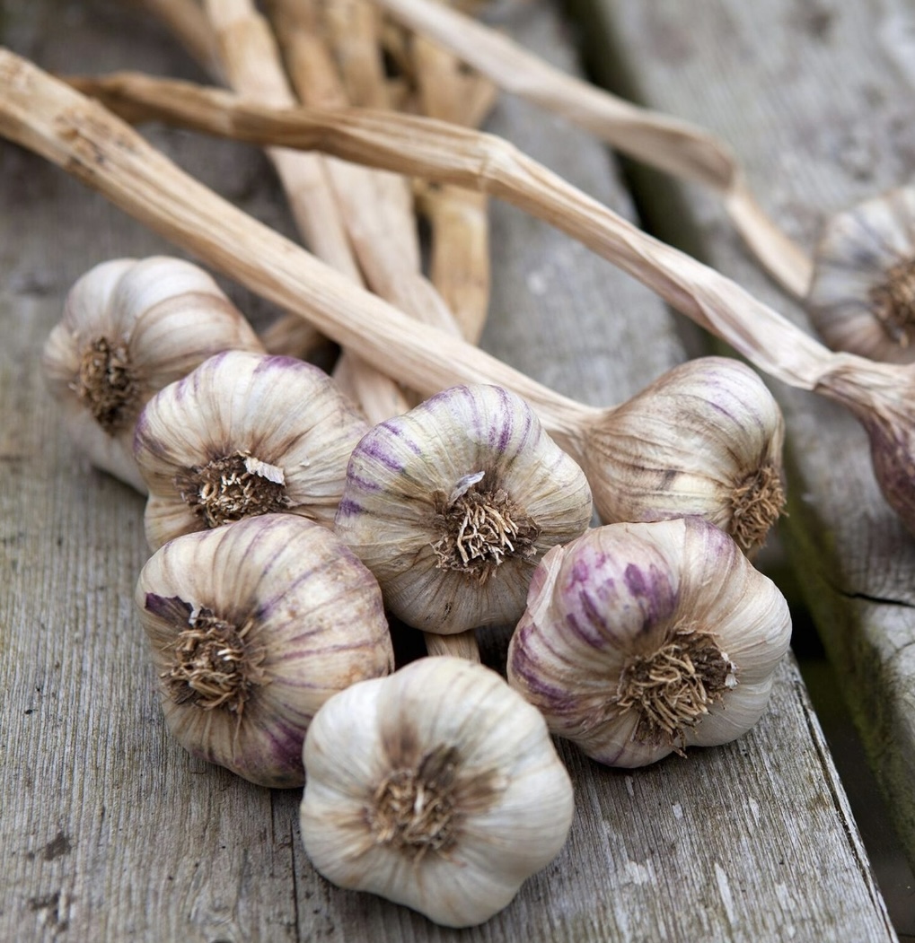 Garlic sets for autumn planting