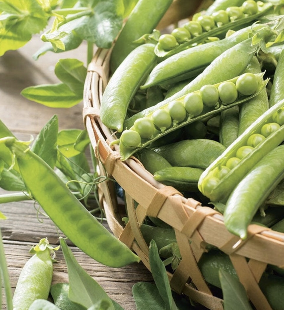 Meteor pea seeds for autumn planting