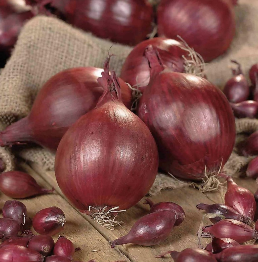 Red onion sets for autumn planting