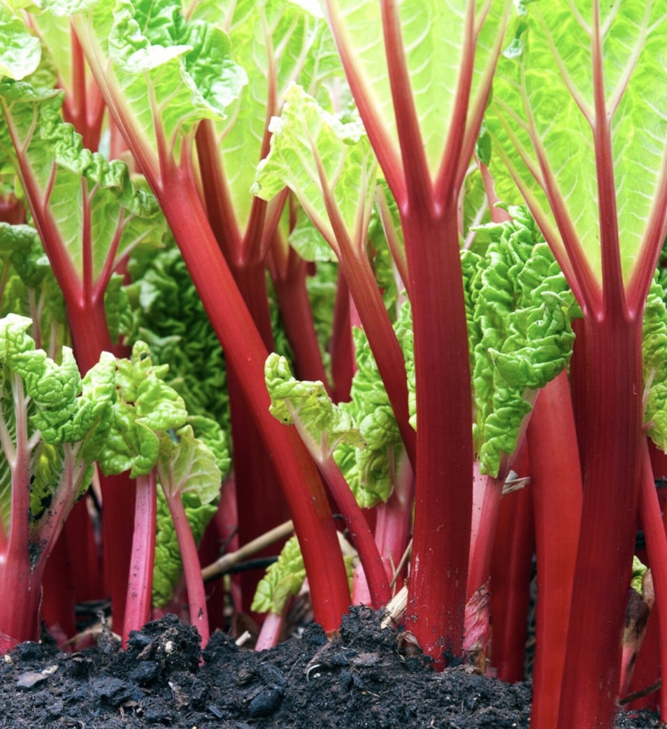 Rhubarb crowns to plant in autumn