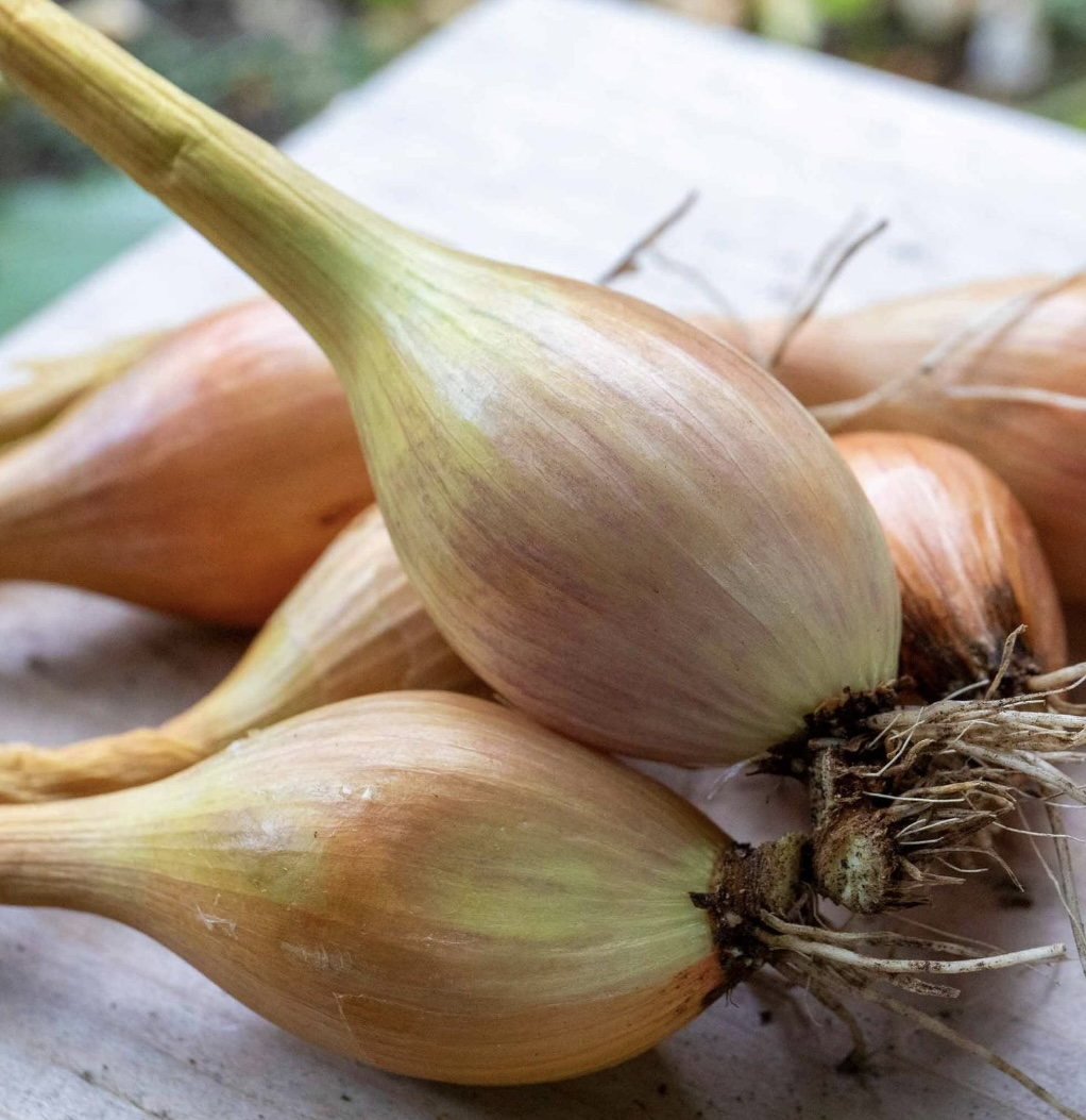 Shallot sets for autumn planting