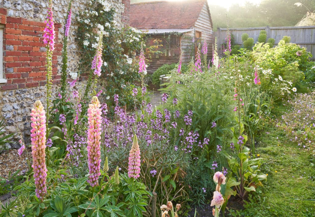 Layered cottage garden border with pink lupins, foxgloves and climbing roses against a flint and brick cottage wall in summer