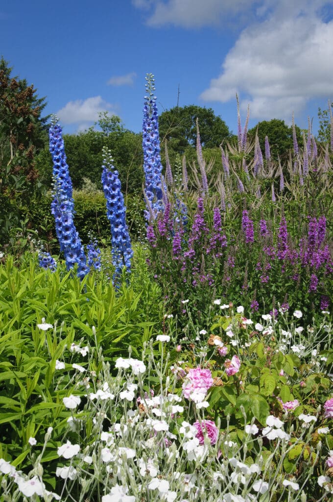 Cottage garden ideas delphiniums