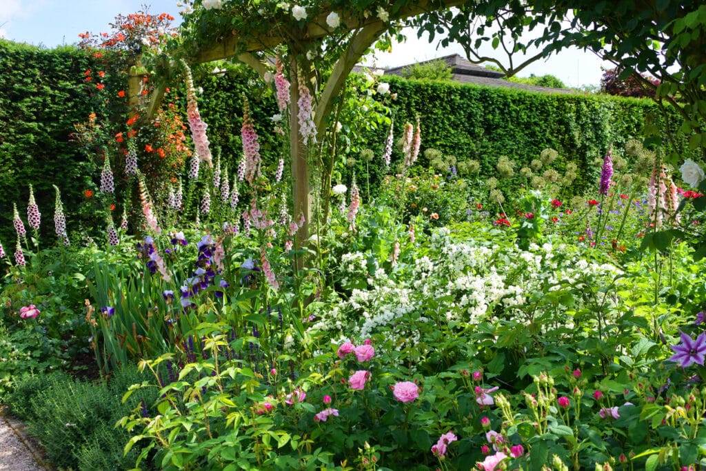 English cottage garden in early summer with foxgloves, roses and a wooden pergola arch framed by a clipped hedge