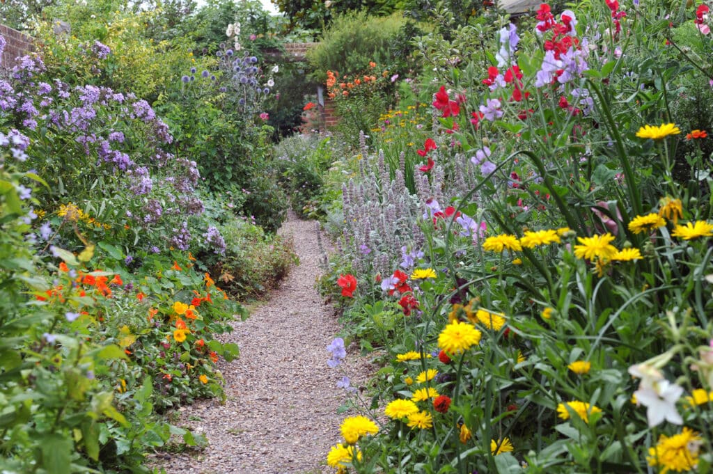 Gravel path through a cottage garden border with mixed summer flowers including yellow marigolds, red sweet peas and blue salvias