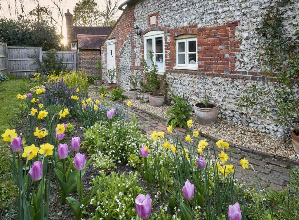 Spring cottage garden with pink tulips and yellow daffodils in front of a flint and brick British country cottage