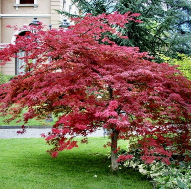Beautiful Japanese Maple perfect base of any Japanese garden in UK