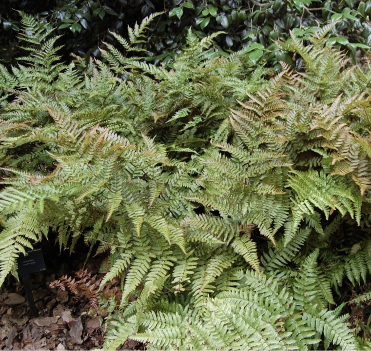 Soft Shield Fern which is staple in Japanese Garden uk