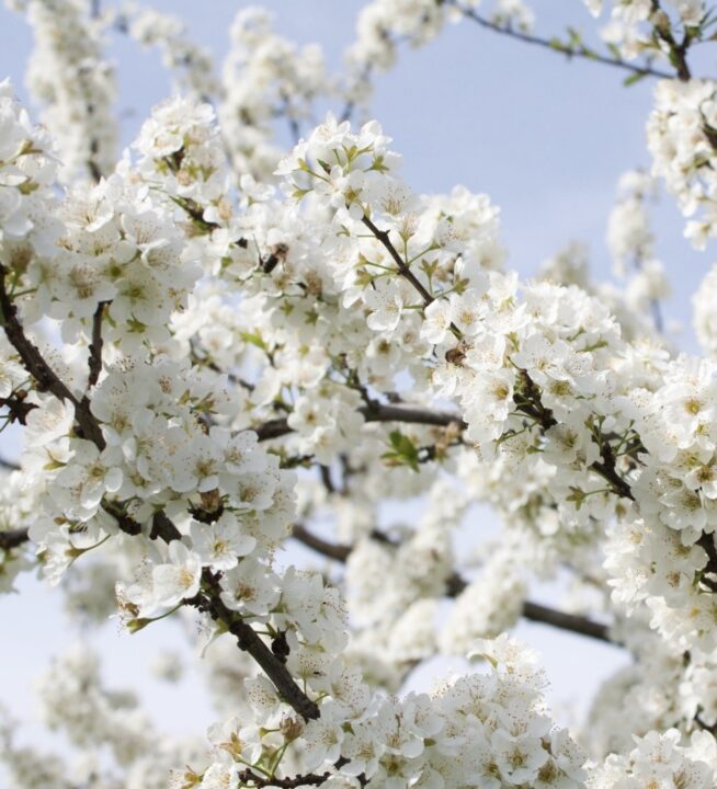 Cherry blossom tree suitable for a Japanese garden 