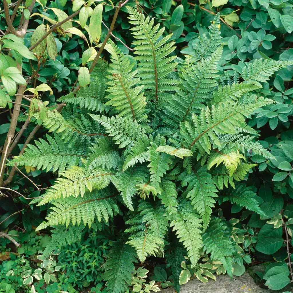 Japanese plants UK — Japanese lace fern Polystichum polyblepharum growing in a shaded garden border