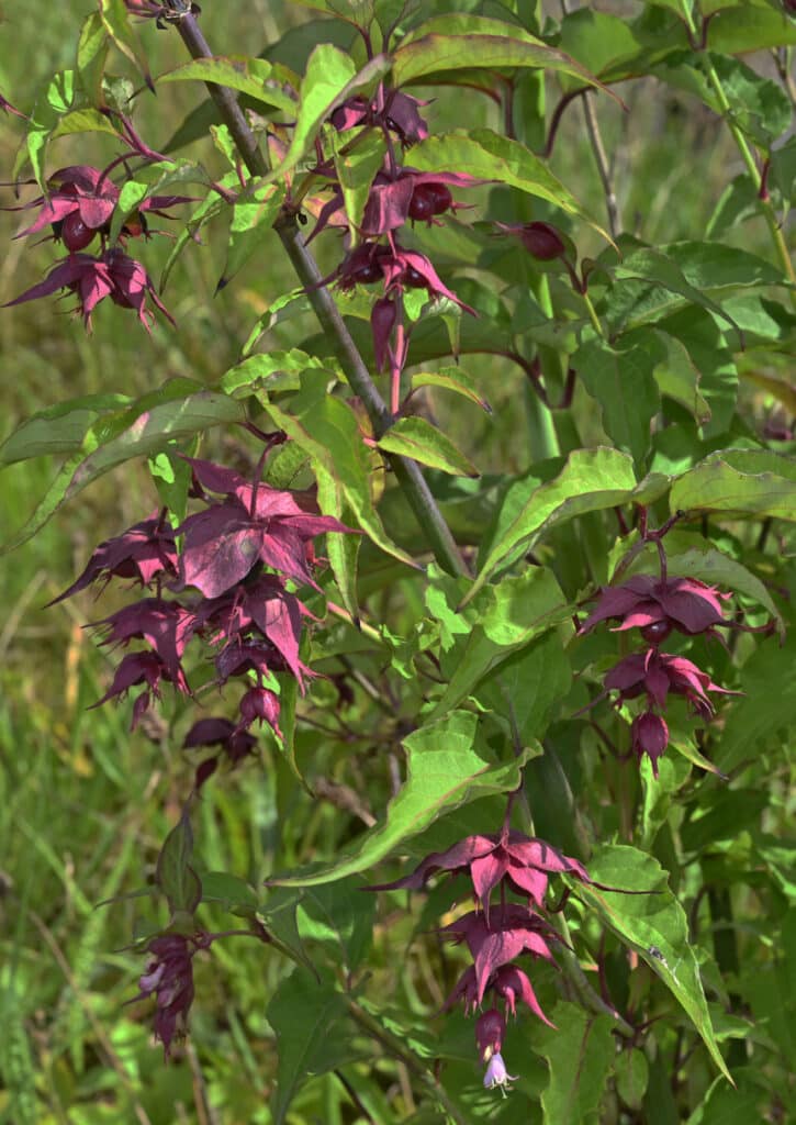 Himalayan honeysuckle Leycesteria formosa with dark purple bracts and berries — commonly confused with Japanese knotweed