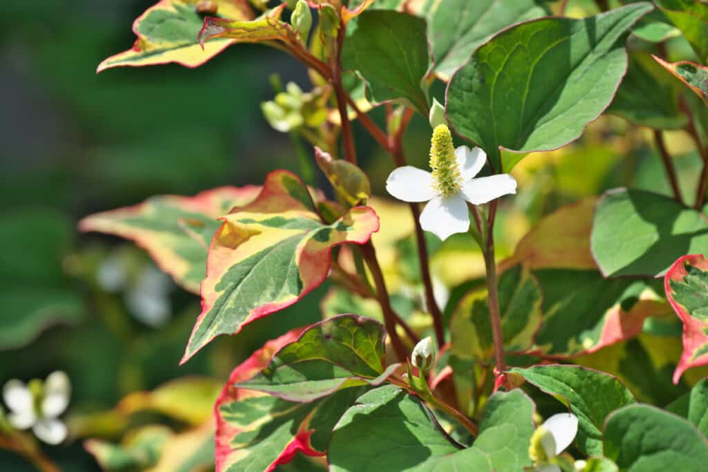 Houttuynia cordata chameleon plant with variegated red and green leaves and white flower — commonly mistaken for Japanese knotweed