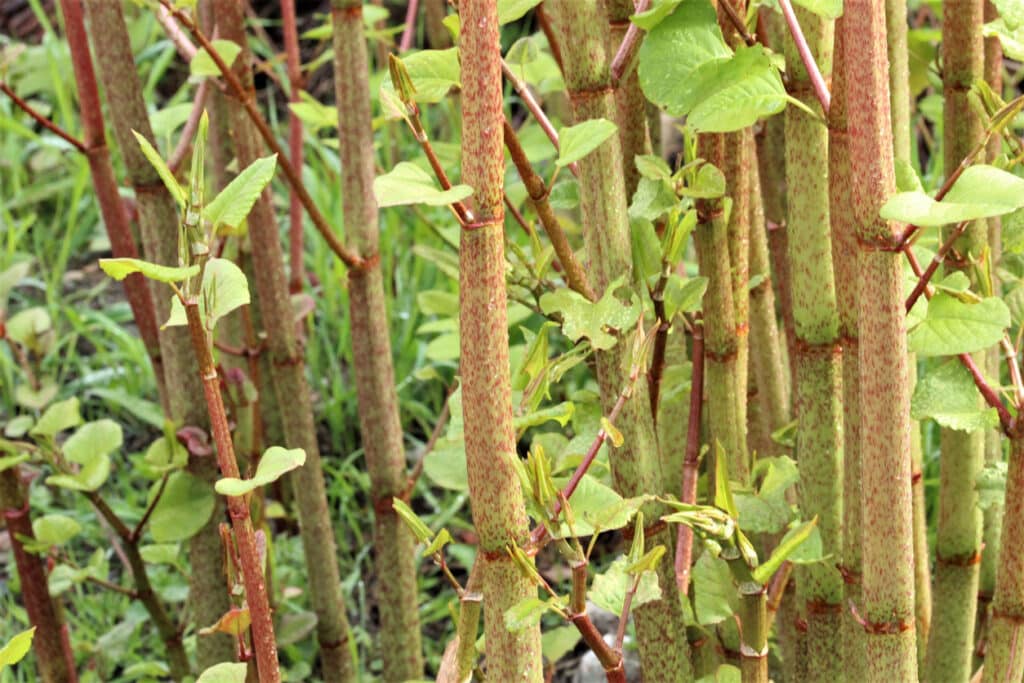 Japanese knotweed stems showing hollow bamboo-like canes with distinctive purple-speckled nodes