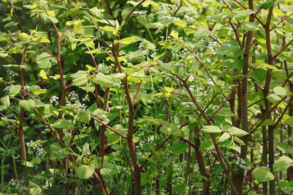 Japanese knotweed Reynoutria japonica growing in the UK — heart-shaped leaves on tall upright canes