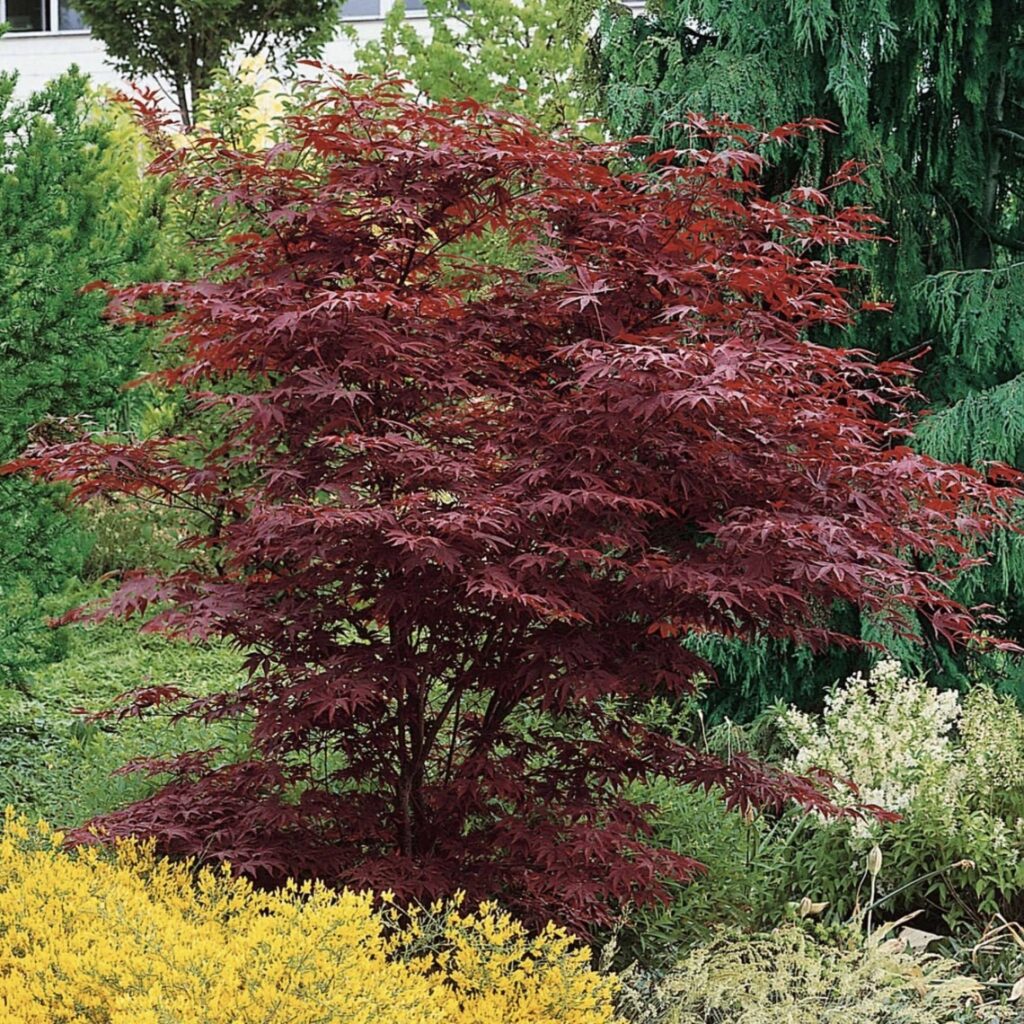 Japanese plants UK — Acer palmatum Atropurpureum, purple Japanese maple with deep burgundy foliage