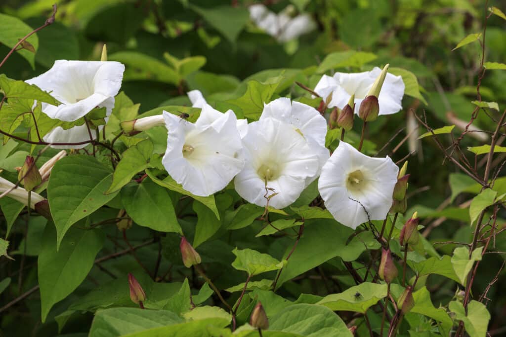 Bindweed Convolvulus arvensis with white trumpet flowers and heart-shaped leaves — commonly mistaken for Japanese knotweed