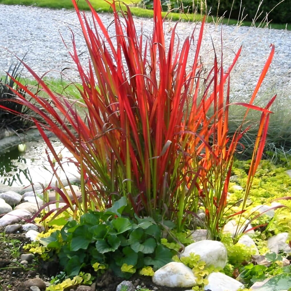 Japanese plants UK — Imperata cylindrica Red Baron Japanese blood grass growing beside a garden pond with stones