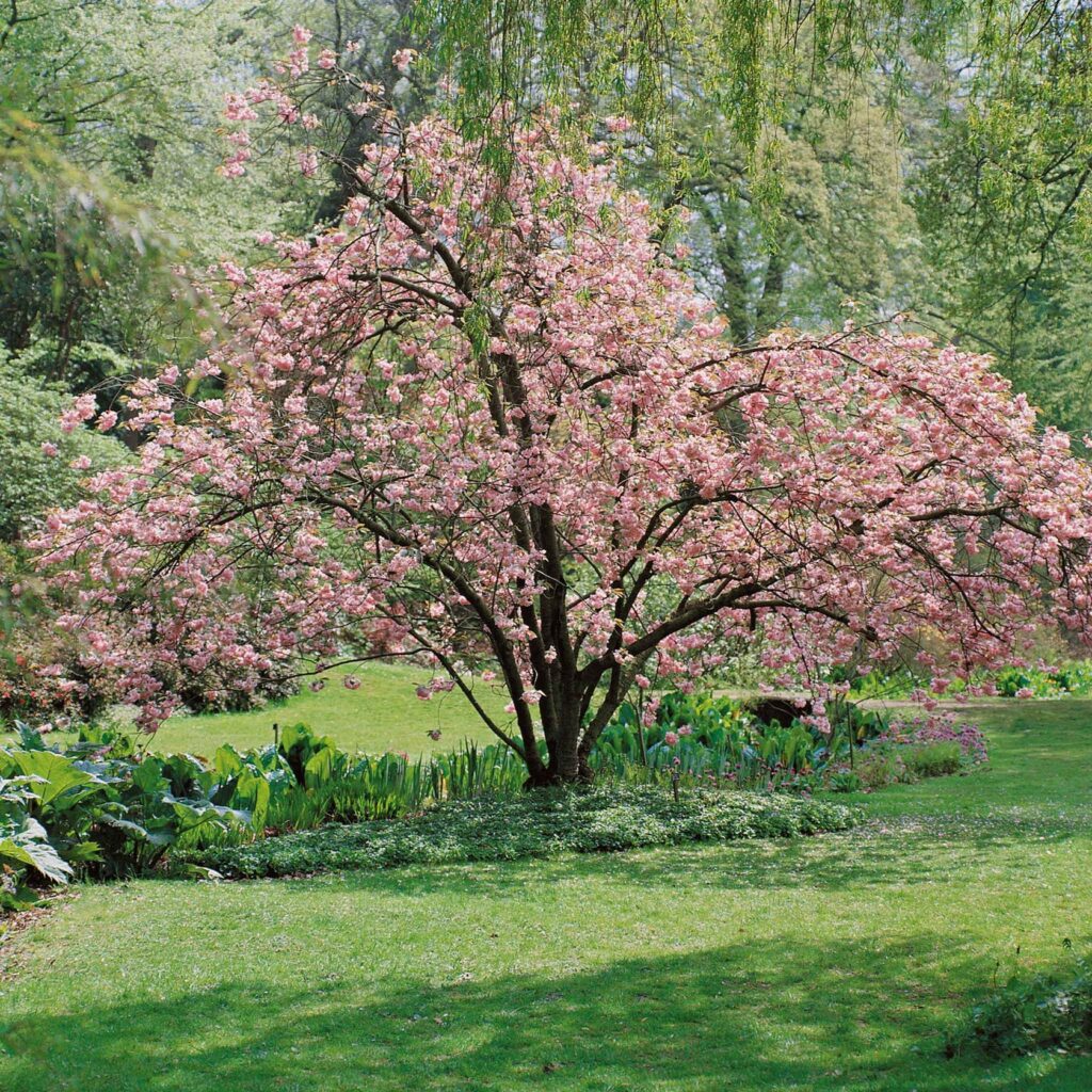 Japanese plants UK — Prunus Kiku-Shidare-Zakura, weeping flowering cherry tree in pink spring blossom