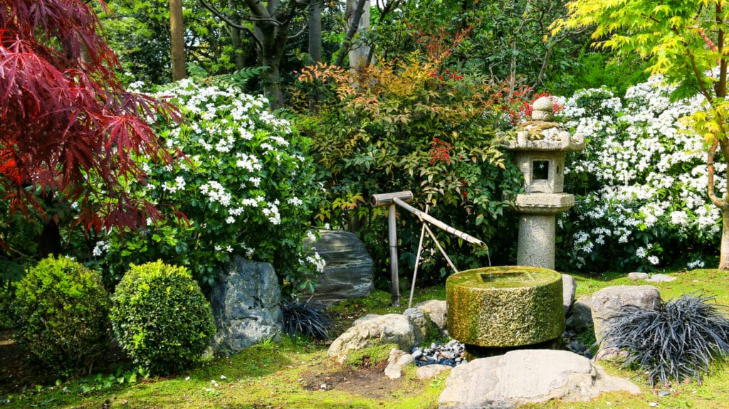 Japanese plants UK — Japanese garden with acer, stone lantern, azaleas, moss and clipped shrubs