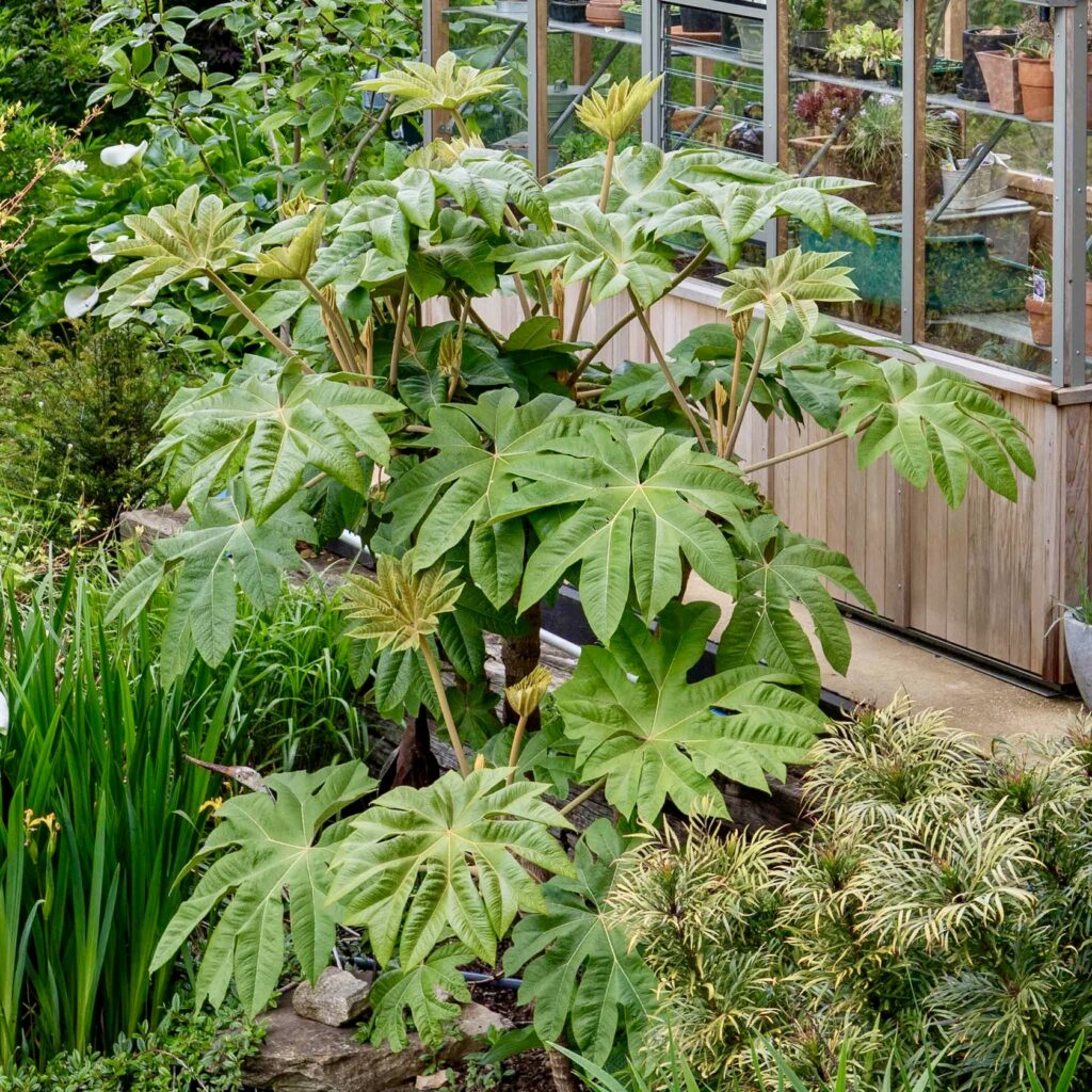 Japanese plants UK — Fatsia japonica, Japanese aralia with bold architectural foliage in a garden border