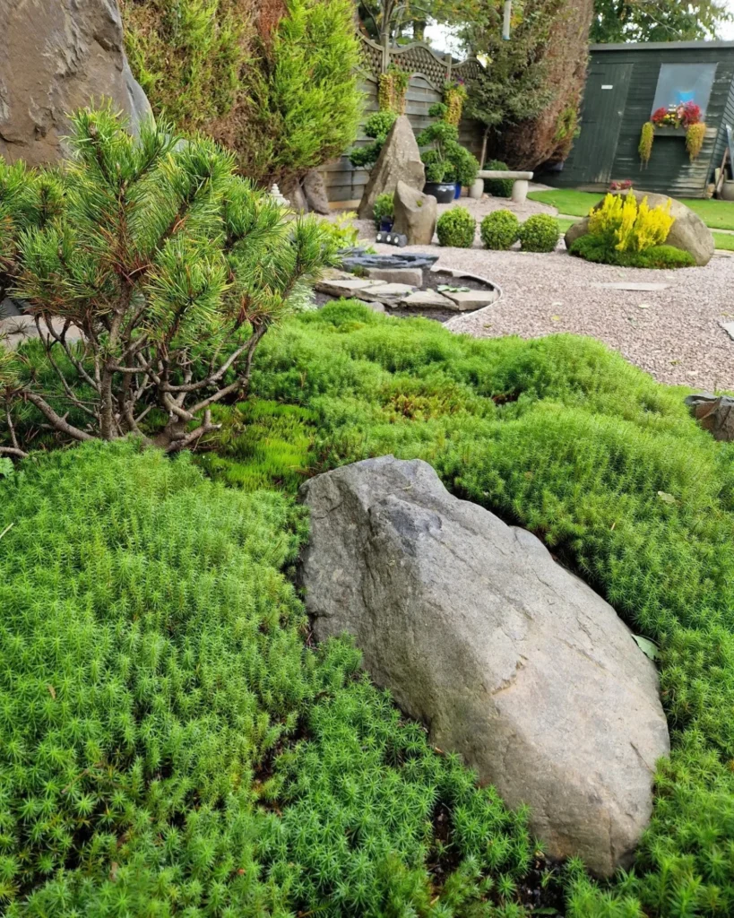 Japanese plants UK — moss carpeting stone and pine in a Japanese garden