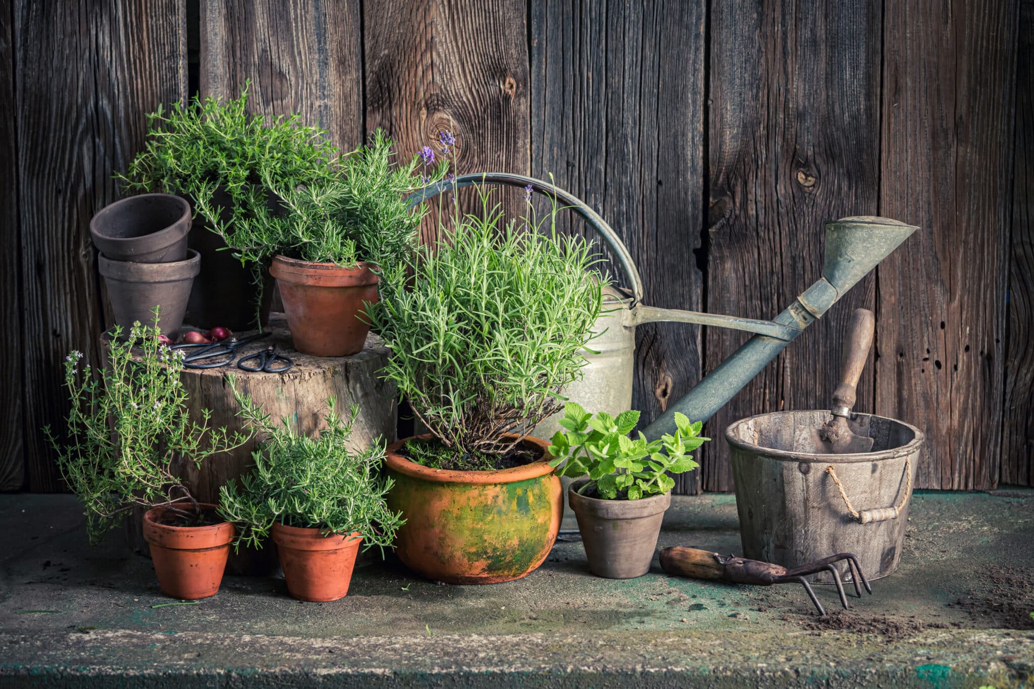 outdoor herb garden ideas, mint, rosemary, thyme, herb garden