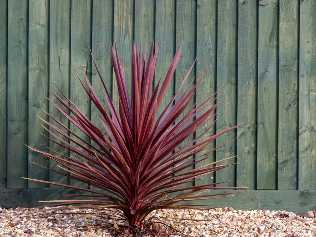 Red Cordyline australis planted against a garden fence