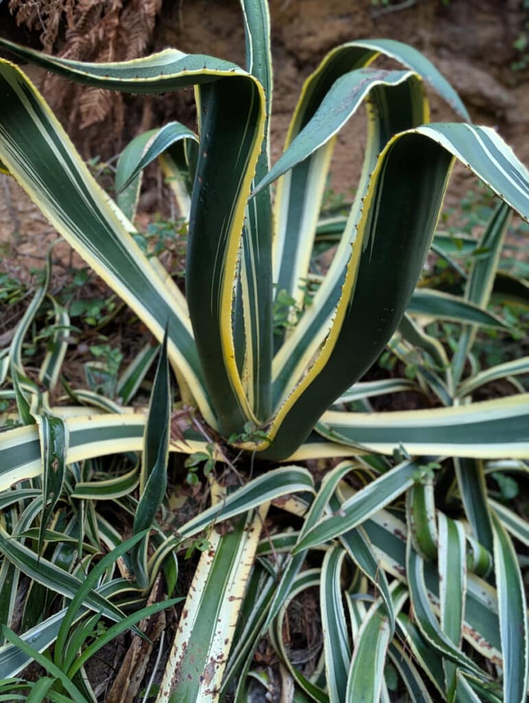 Agave Americana Variegata with cream and green striped leaves