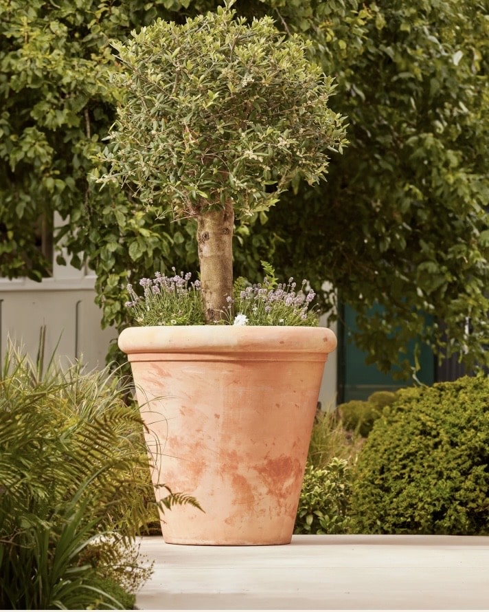 Clipped bay tree standard in a large terracotta pot with lavender underplanting