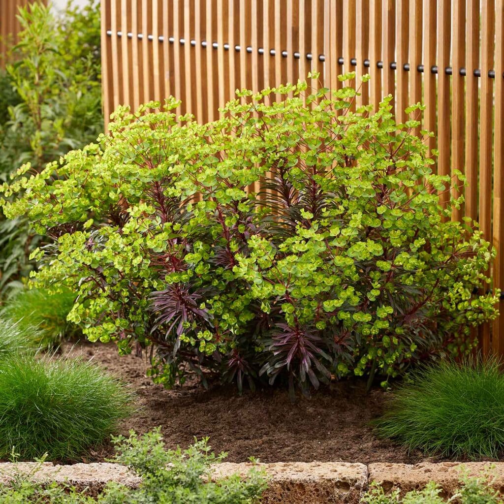 Euphorbia with lime green bracts and burgundy stems against a timber fence