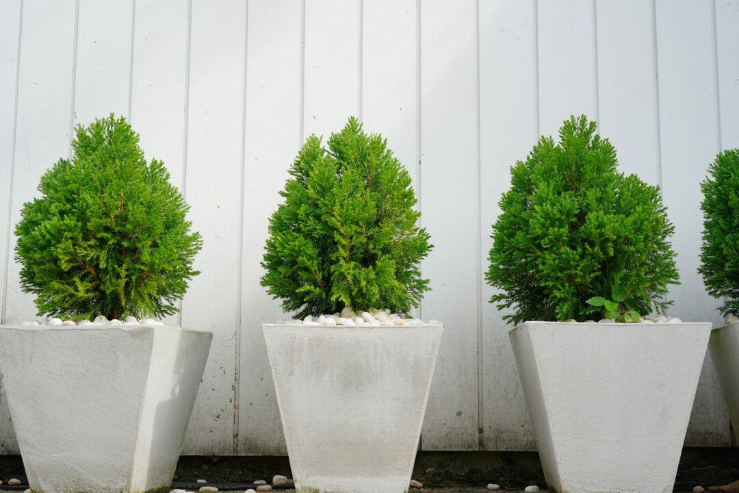 Architectural Plants: Bold, Sculptural Planting Ideas for Every Garden
