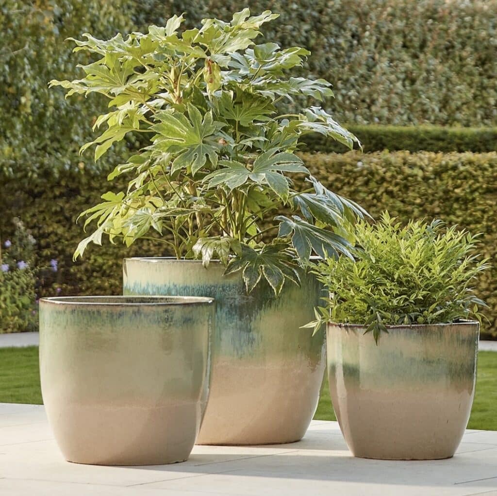 Architectural plants grouped in glazed garden pots including Fatsia japonica