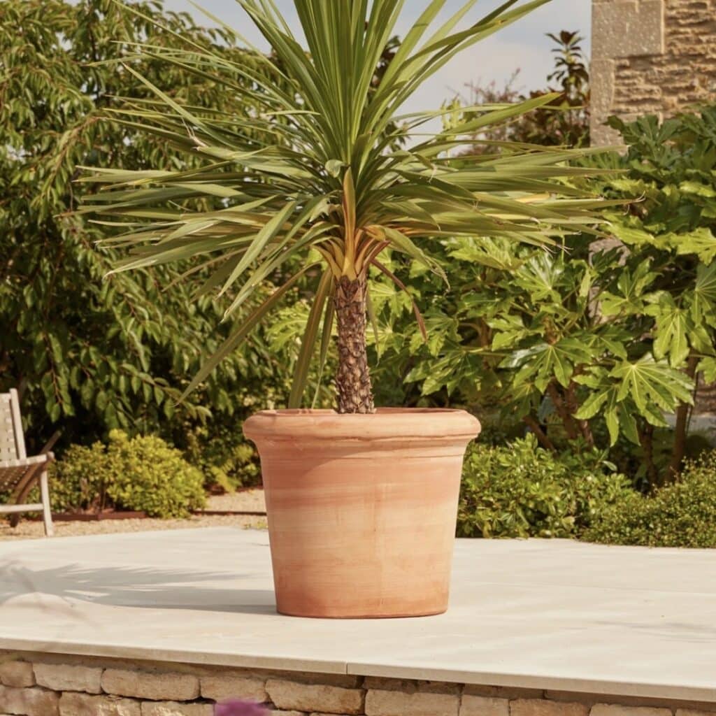 Mature green Cordyline australis with visible trunk in a terracotta pot