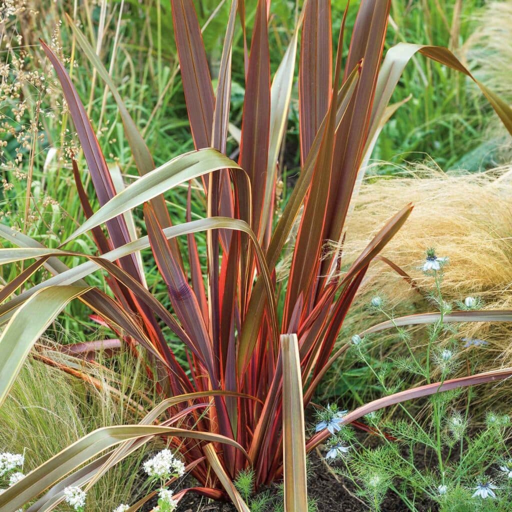 Phormium 'Maori Queen' with bronze-green and pink-edged leaves