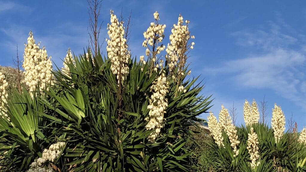 Flowering Yucca with tall cream flower spikes in a garden border