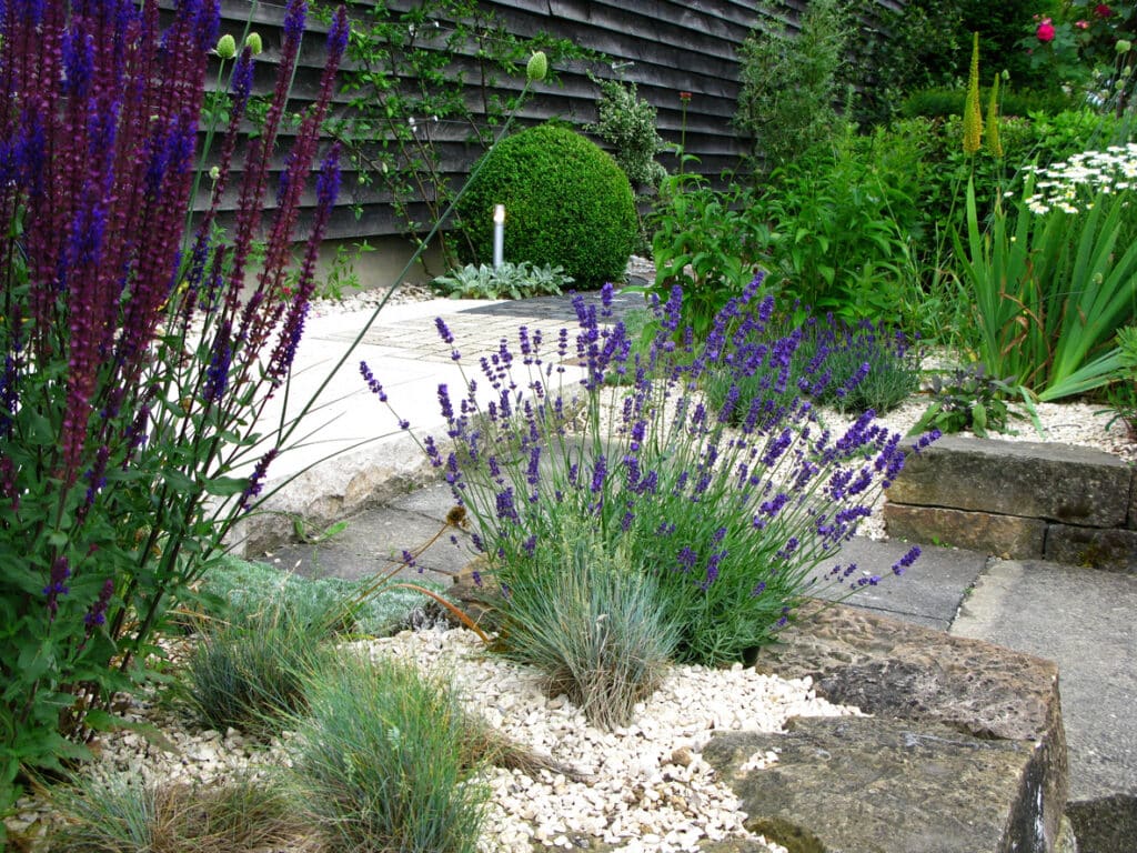 Low maintenance garden with gravel mulch, lavender and evergreen planting around a paved seating area