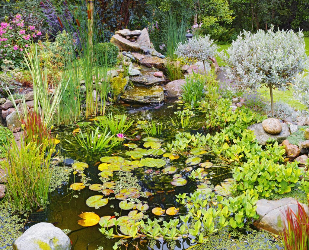 natural garden pond with water lilies, marginal plants and soft planting around the edges