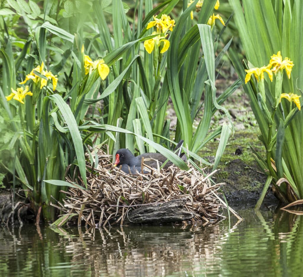 water plants for ponds with yellow iris and nesting bird at pond edge in a natural wildlife garden