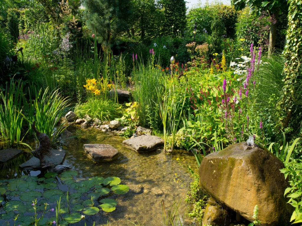 water plants for ponds in a natural garden pond with lilies, marginal plants and wildlife-friendly planting