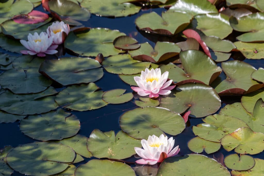 water plants for ponds with water lilies floating on a garden pond surface in the UK