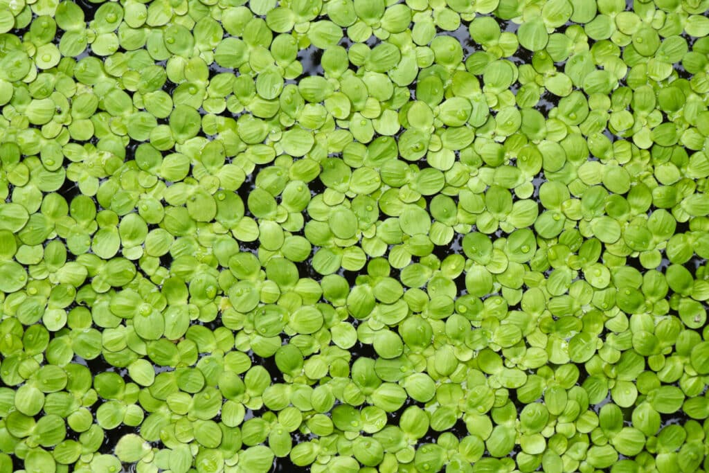 small floating pond plants like duckweed covering the surface of water in a garden pond
