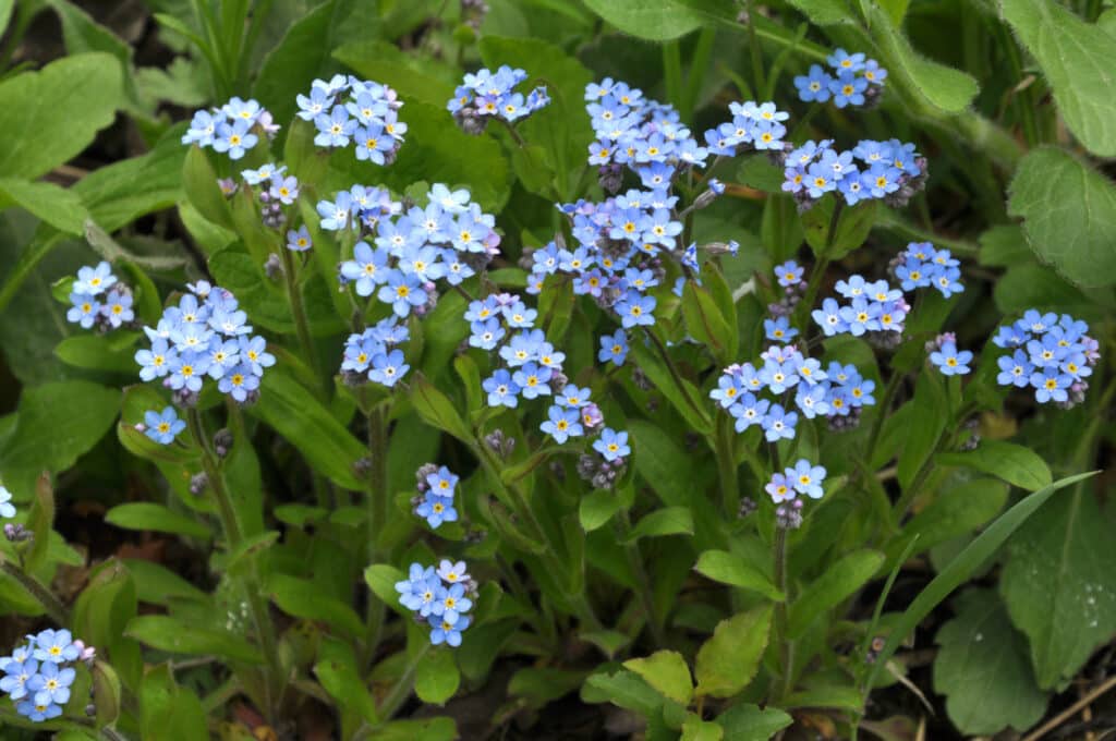 water plants for ponds with water forget-me-not flowers growing at the edge of a garden pond