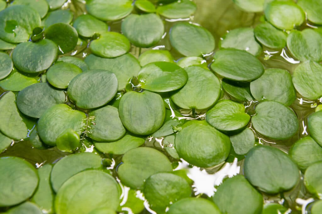 floating pond plants like frogbit covering the surface of water in a garden pond