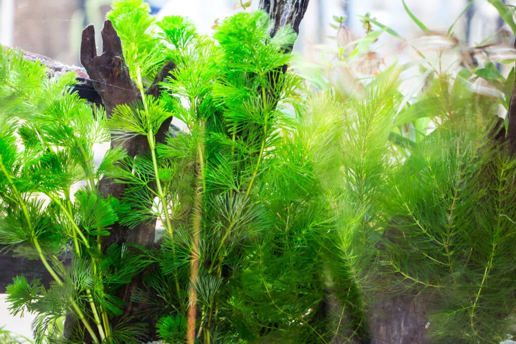 oxygenating water plants for ponds like hornwort growing underwater to improve water clarity