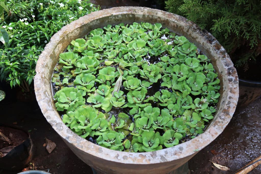 floating water plants for ponds like water lettuce growing on the surface of a small garden pond